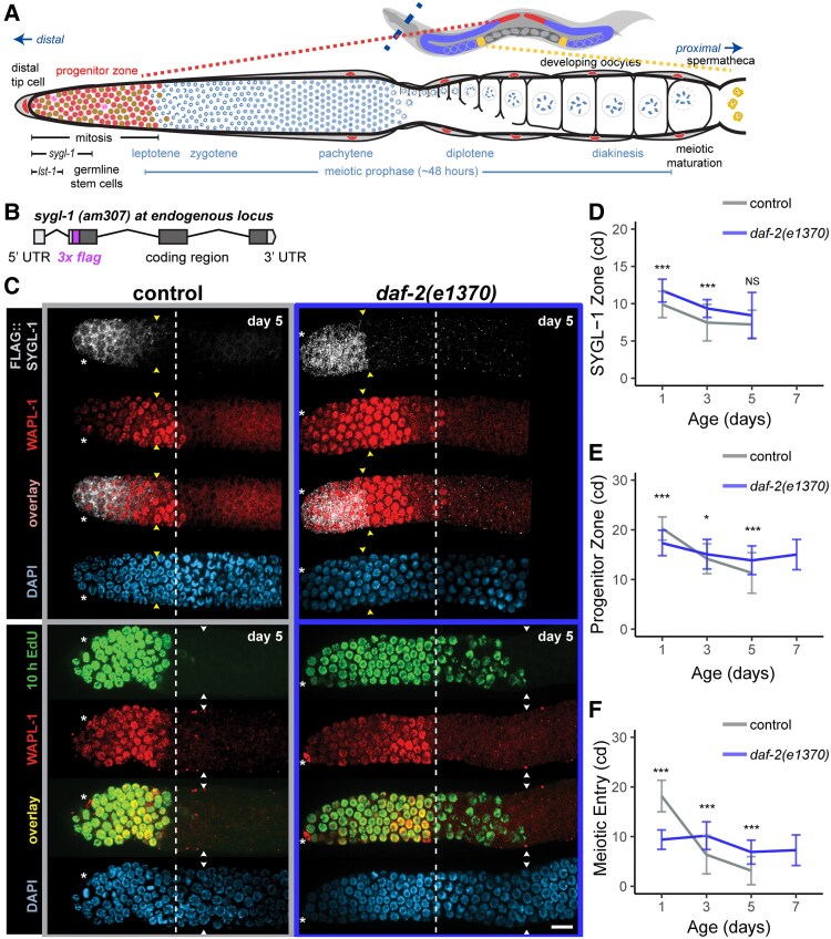 Notch signaling in germ line stem cells controls reproductive aging in <i>Caenorhabditis elegans</i>.