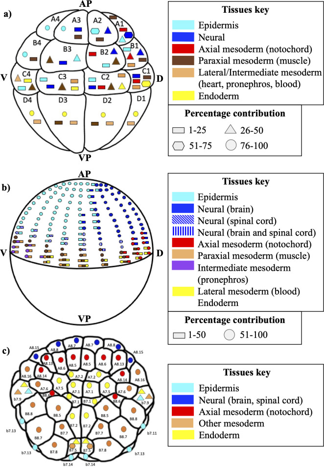 A cell fate mapping simulation laboratory to increase undergraduate students' understanding of early developmental processes in frog, zebrafish, and tunicate embryos.
