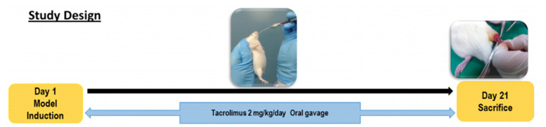Anti-Fibrotic Effect of Tacrolimus on Preventing Adhesion after Achilles Tendon Surgery in a Murine Model.