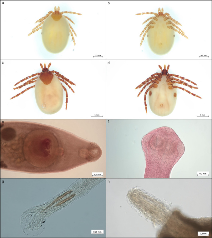 Metazoan parasite fauna of the American mink (Neogale vison) in comparison with the closely related European mink (Mustela lutreola) in Europe.