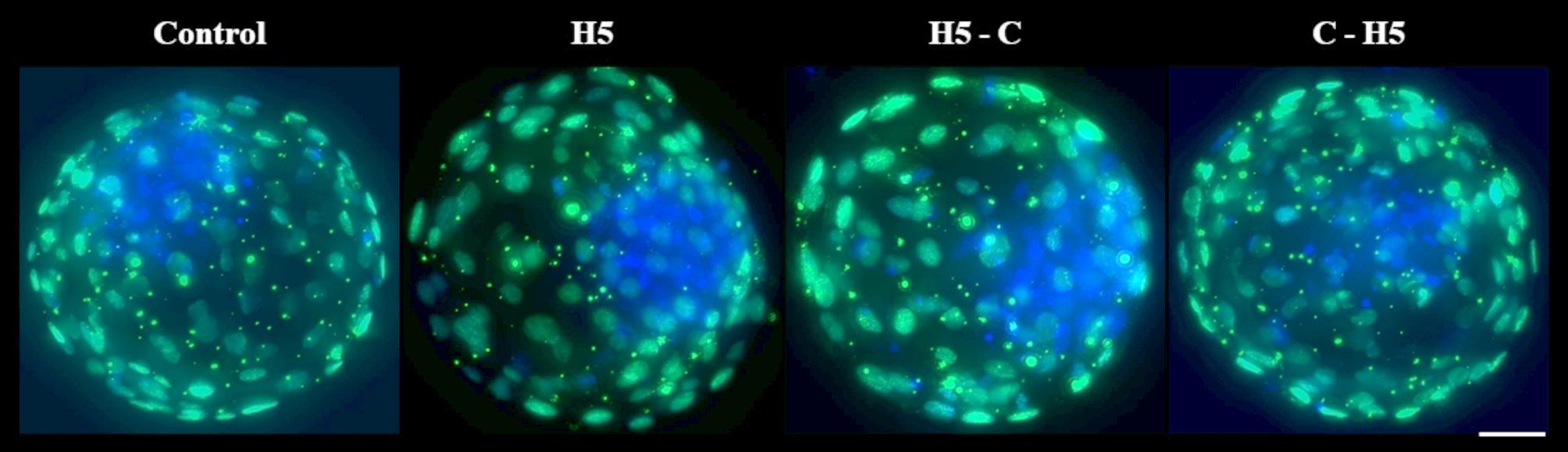 Haptoglobin as a supplement in in vitro embryo culture: a tool for improving bovine embryo development and quality.