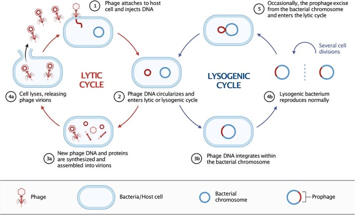 Phage quest: a beginner's guide to explore viral diversity in the prokaryotic world.