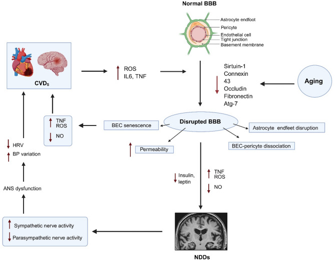 The heart-brain crosstalk in age related cardiovascular and neurodegenerative diseases.