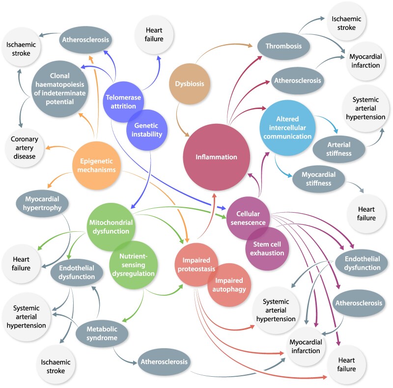 Trajectories of cardiovascular ageing-from molecular mechanisms to clinical implementation.