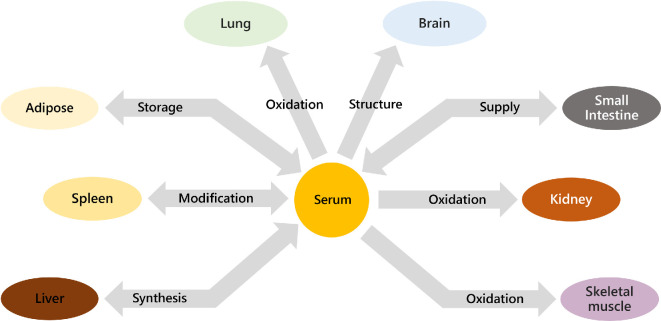 Systemic analyses show that the biosynthesis and spatial distribution of fatty acids, triglycerides and lipids differed in male and female mice and humans.