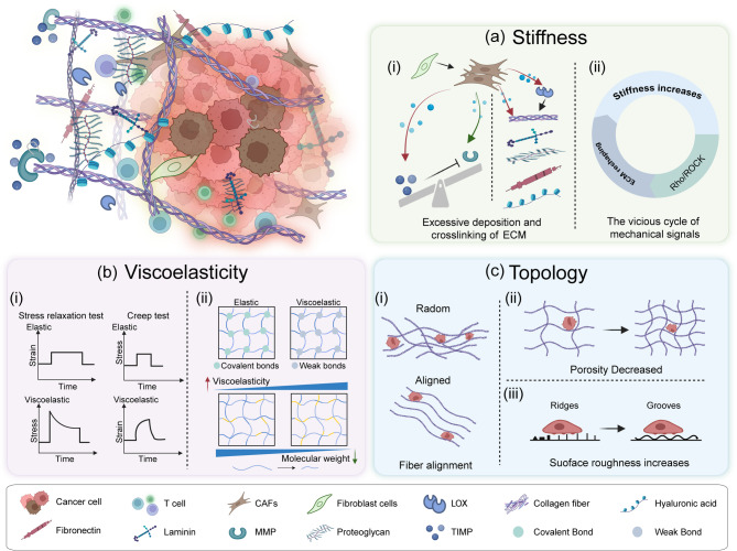 Biomechanics of the tumor extracellular matrix and regulatory T cells: regulatory mechanisms and potential therapeutic targets.