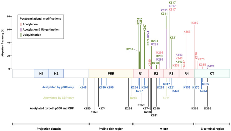Decoding tau acetylation in Alzheimer's disease and tauopathies: from site-specific mechanisms to therapeutic horizons.