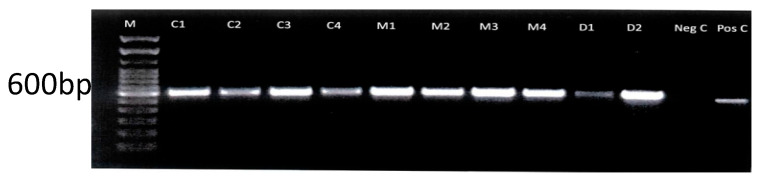 Fungal Pathogens in Pet Dogs and Cats in Grenada: Identification and Antifungal Susceptibility.