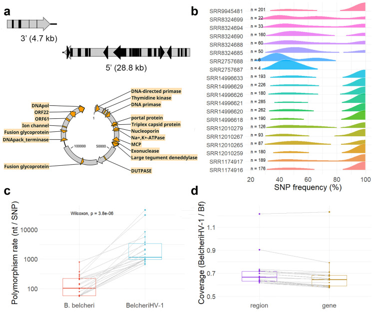 The highly dynamic pangenome of basal chordates is enriched in defence and immunity genes and is inherited following the Mendelian law.