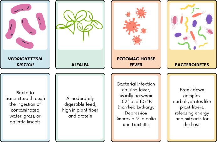 Development of an interactive game-based learning tool to enhance understanding of microbiology in animal health and nutrition.