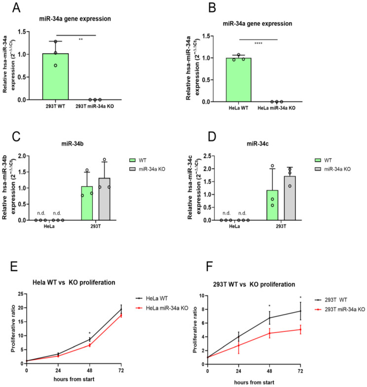 MALAT1 Expression Is Deregulated in miR-34a Knockout Cell Lines.