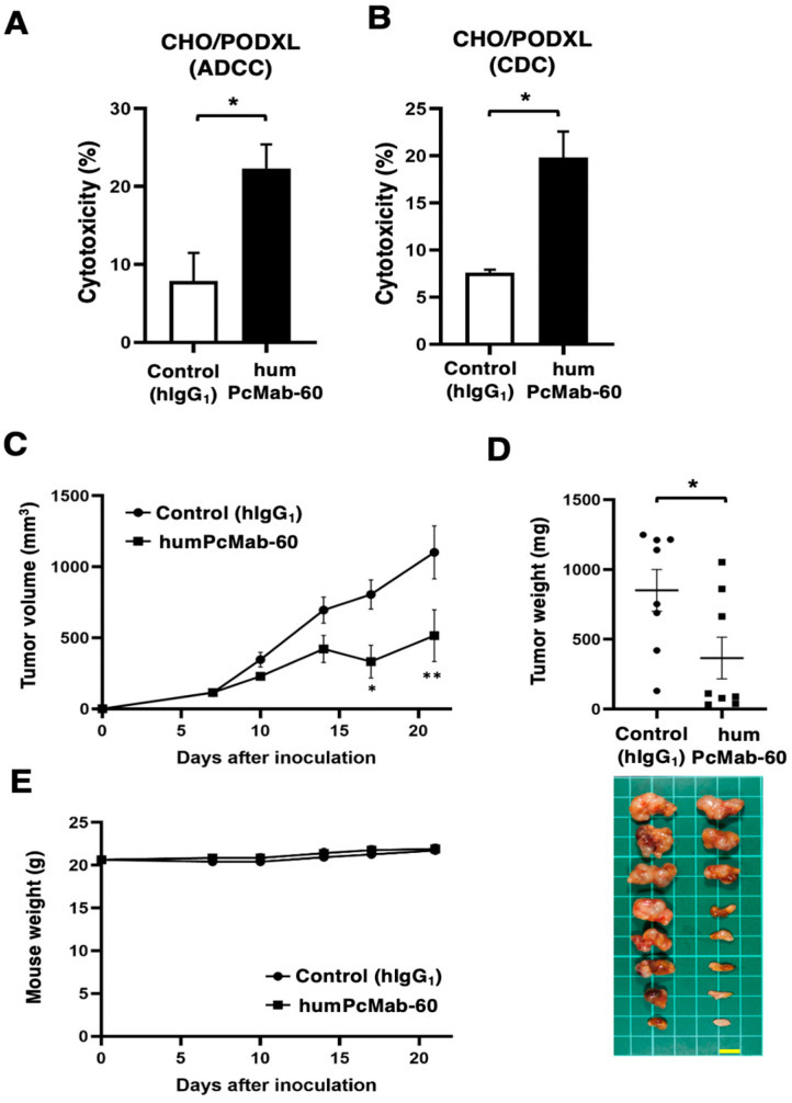 A Cancer-Specific Anti-Podocalyxin Monoclonal Antibody (humPcMab-60) Demonstrated Antitumor Efficacy in Pancreatic and Colorectal Cancer Xenograft Models.