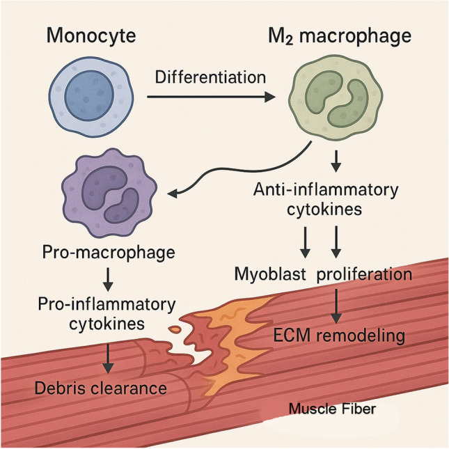 Impact of exercise on immune cell infiltration in muscle tissue: implications for muscle repair and chronic disease.