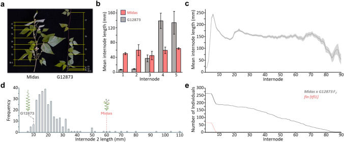 Genetic control of stem elongation in common bean and the influence of age and flowering time.