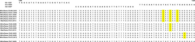 Molecular investigation on measles cases rise and variants co-circulation in the Lazio region, Italy.