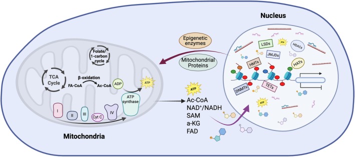 Deciphering the Molecular Dialogue: Mitochondria, Epigenetics, and Extracellular Vesicles in Placental Function and Pregnancy Complications.