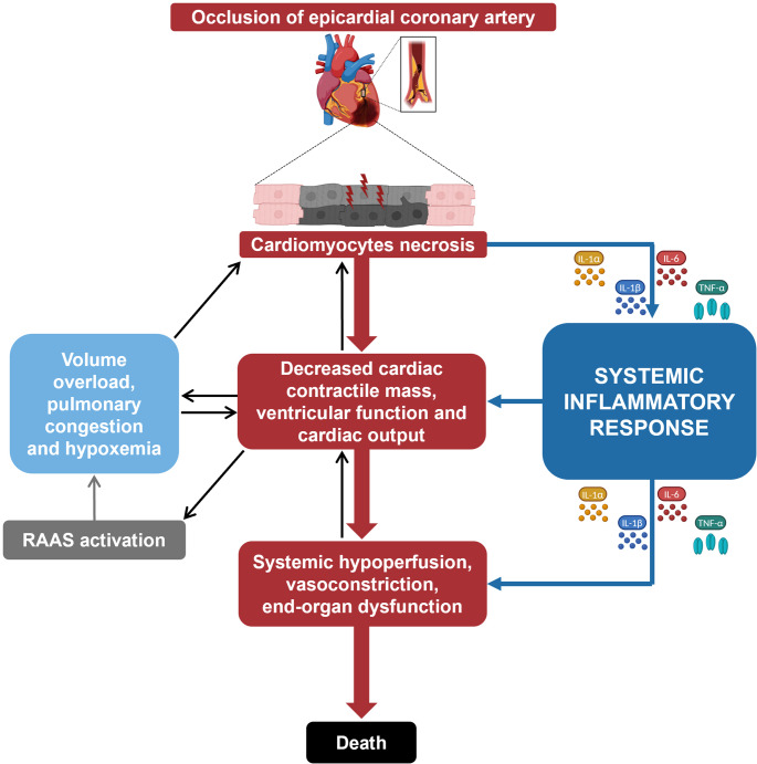 Interleukin-6 in Cardiogenic Shock.