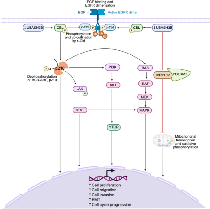 Investigating the role of UBASH3B in cancer: structural relevance, physiological functions, and therapeutic possibilities.