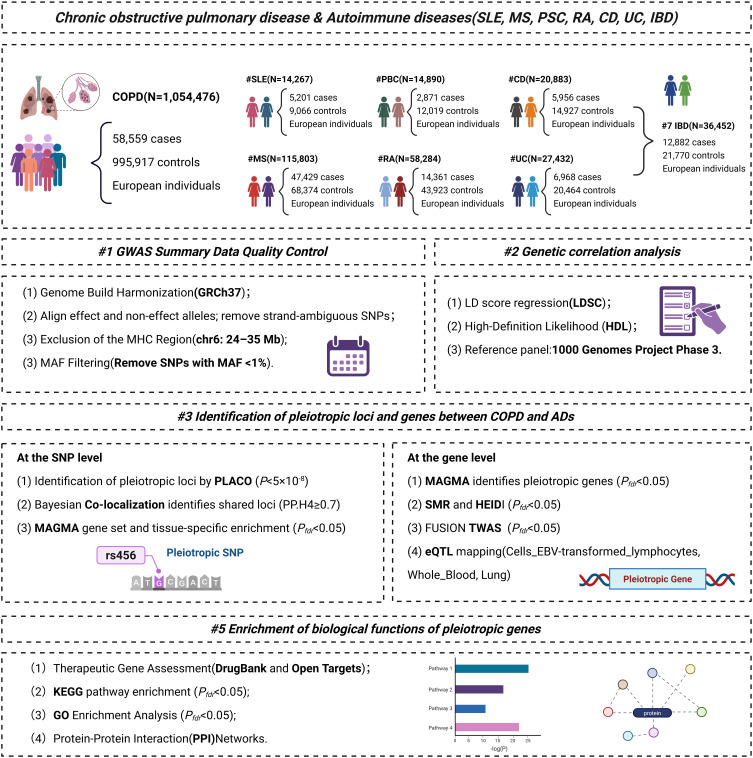 Cross-Trait Genome-Wide Association Study Identifies Shared Genetic Risk Loci Between COPD and Five Autoimmune Diseases.