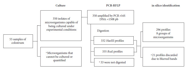 Identification by PCR-FRLP of bacteria present in the colostrum of women residing in Barranquilla, Colombia.