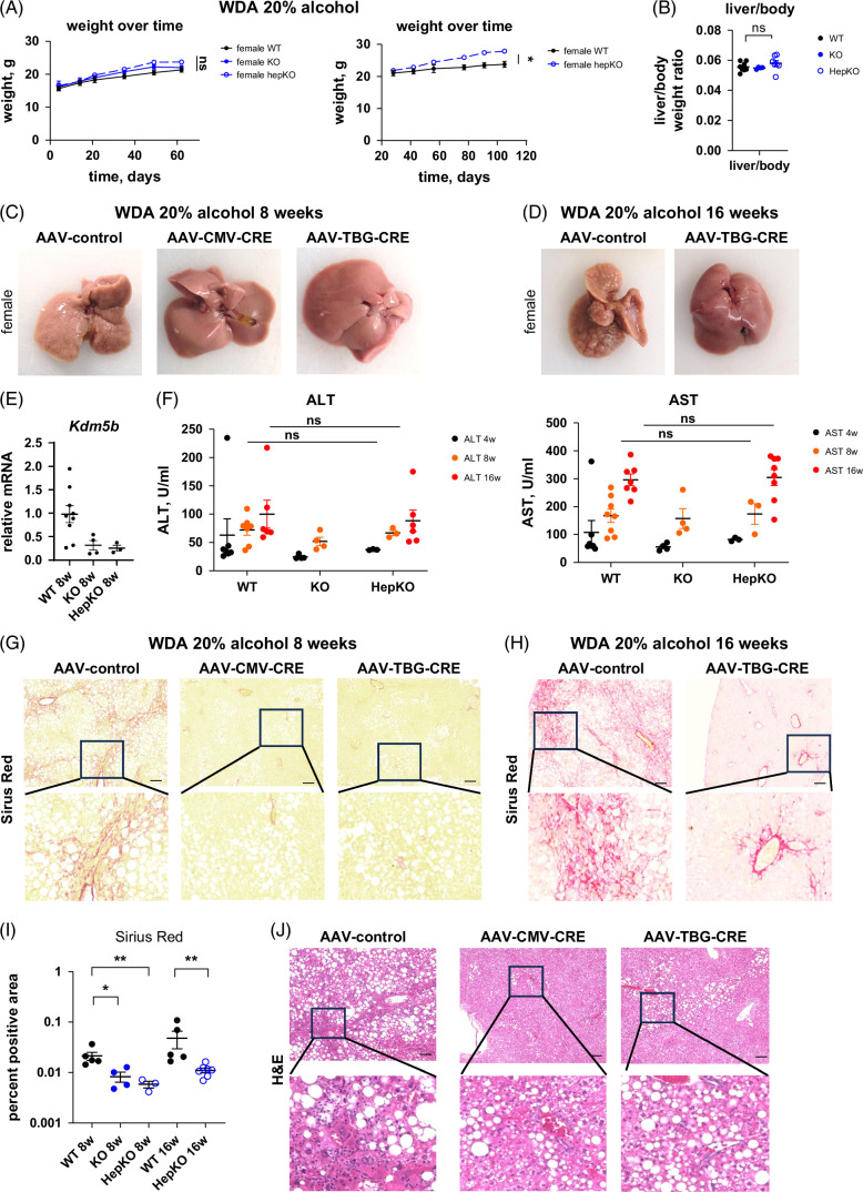 Alcohol-induced KDM5B activation in hepatocytes drives pathogenic cell-cell communication, leading to loss of liver function.