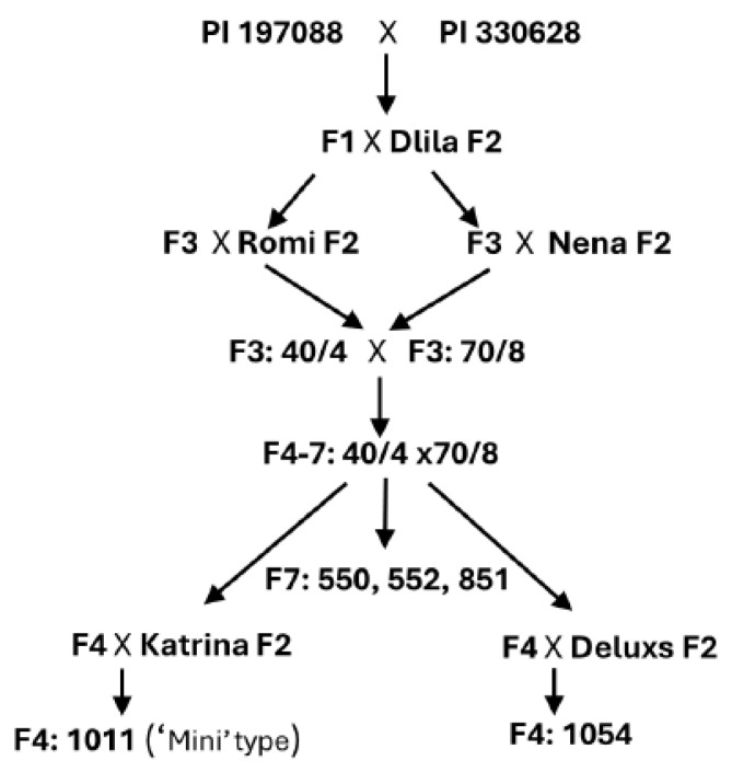 Transfer of Downy Mildew Resistance Genes from Wild Cucumbers to Beit Alpha Types.