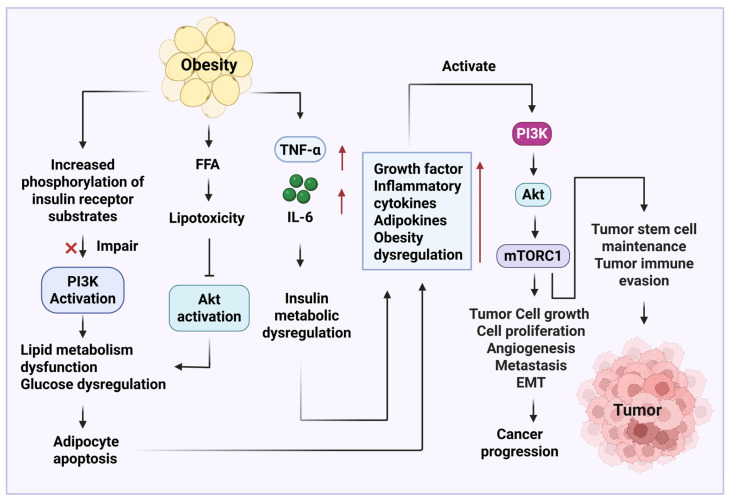 The Role of Obesity in the Regulation of Immunosuppressive Cell Infiltration and Immunosurveillance in Cancers.