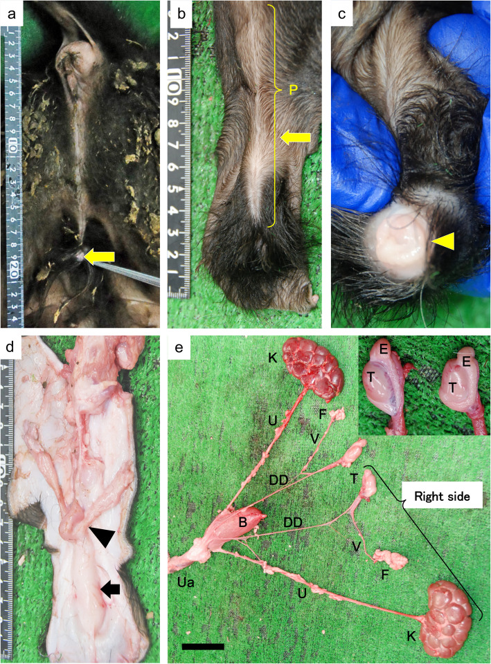 XXX/XY chimerism with urogenital malformations in a Japanese black calf.