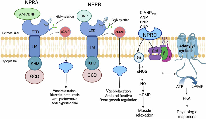 The role and clinical value of natriuretic peptide receptor family in malignant tumor.