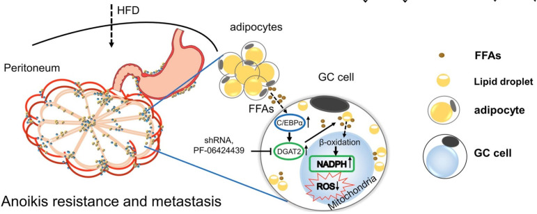 Lipid metabolism-related genes in gastric cancer: Exploring oncogenic pathways.