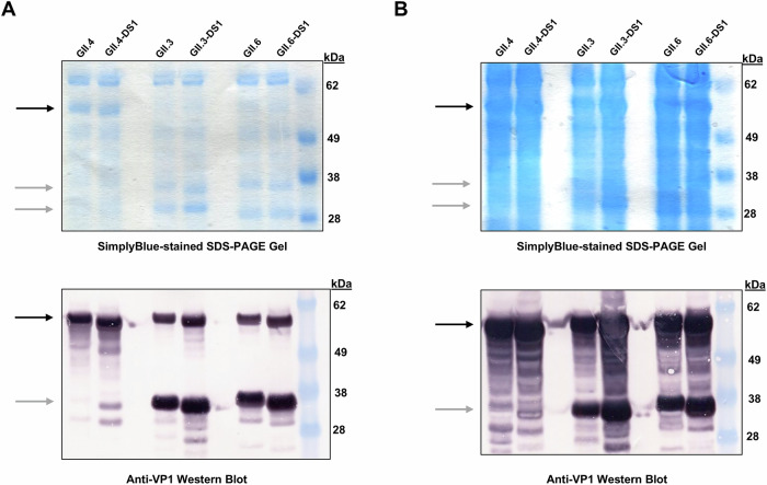 Stabilization of norovirus GII.3 virus-like particles by rational disulfide engineering.