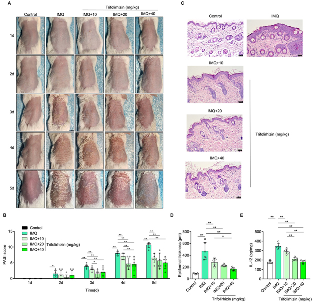 Trifolirhizin improves the hyperproliferation and excessive inflammatory response in human HaCaT keratinocytes and ameliorates skin lesions in psoriasis-like mouse models.