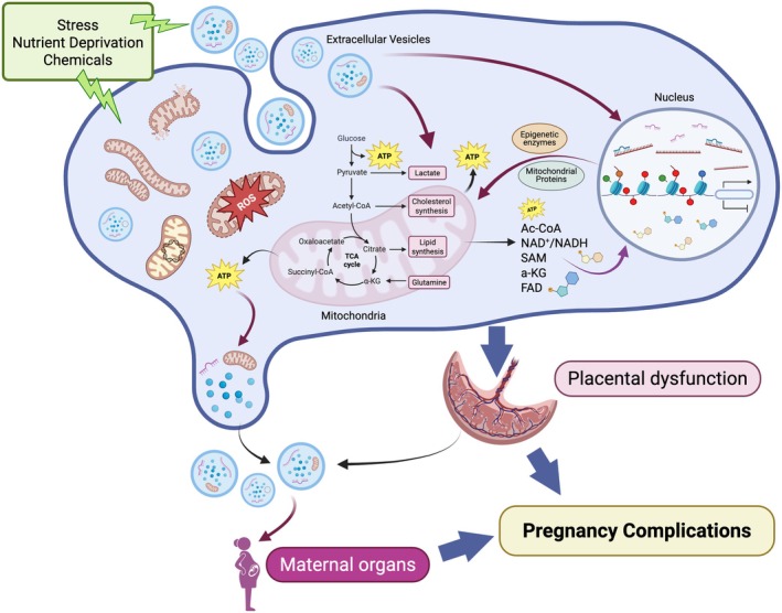 Deciphering the Molecular Dialogue: Mitochondria, Epigenetics, and Extracellular Vesicles in Placental Function and Pregnancy Complications.
