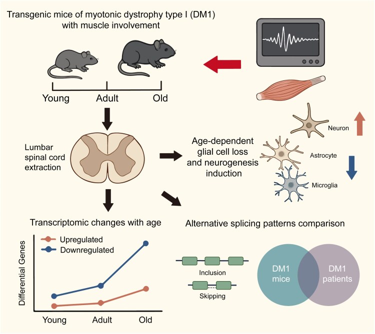 Muscle-driven spinal cord histological and transcriptomic alterations in a myotonic dystrophy mouse model: insights into neuropathy.
