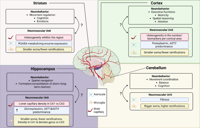 Bridging regional neurovascular unit heterogeneity and cognitive function: a review.