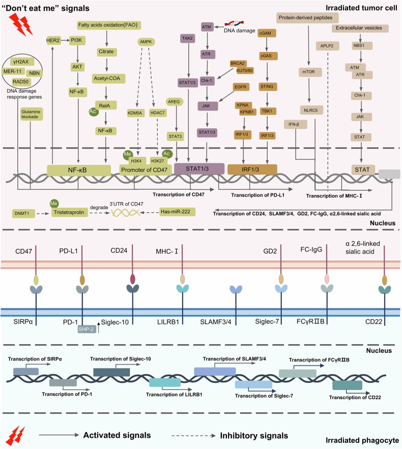 Roles of the phagocytosis checkpoint in radiotherapy.