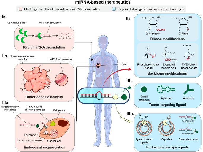 Redesigning miR-34a: structural and chemical advances in the therapeutic development of an miRNA anti-cancer agent.