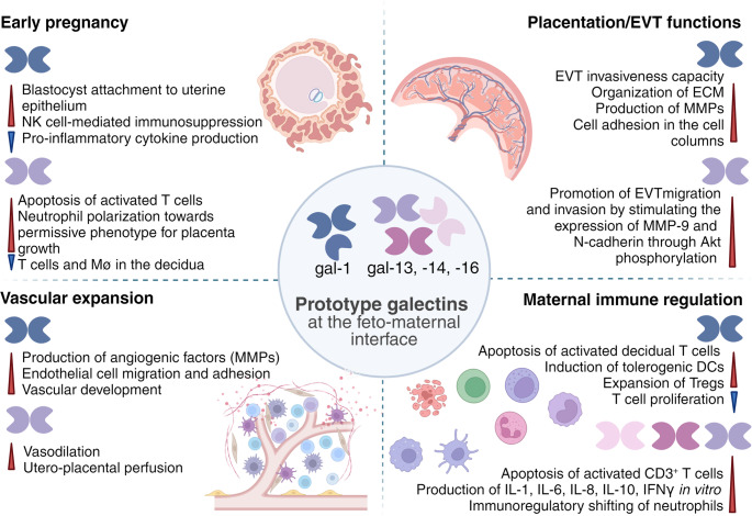 Maternal and placental galectins: key players in the feto-maternal symbiotic tango.