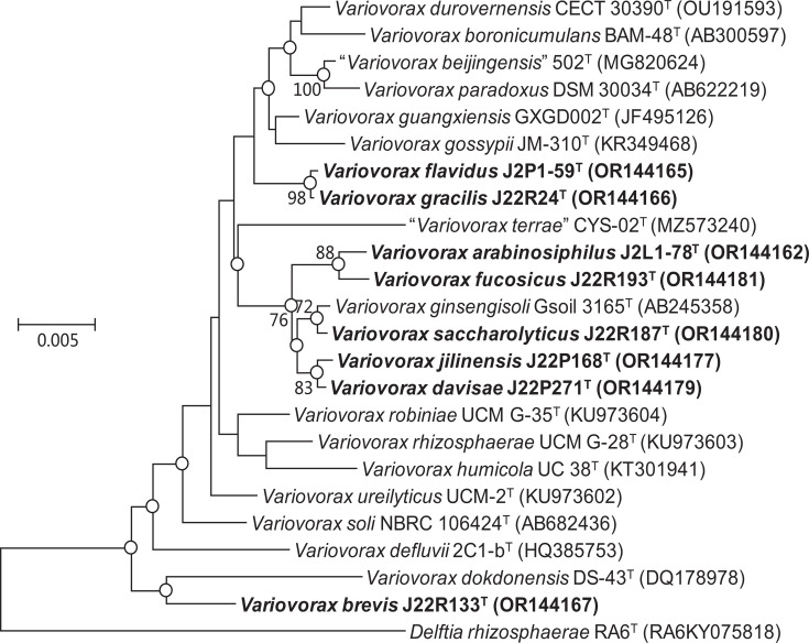 <i>Variovorax arabinosiphilus</i> sp. nov., <i>Variovorax flavidus</i> sp. nov., <i>Variovorax gracilis</i> sp. nov., <i>Variovorax brevis</i> sp. nov., <i>Variovorax jilinensis</i> sp. nov., <i>Variovorax davisae</i> sp. nov., <i>Variovorax saccharolyticus</i> sp. nov. and <i>Variovorax fucosicus</i> sp. nov., isolated from ginseng rhizosphere.