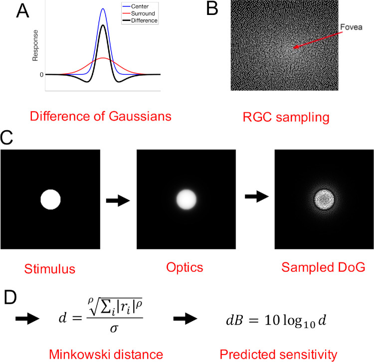 Predicting the Structure-Function Relationship in Glaucoma Using a Physiological Model.