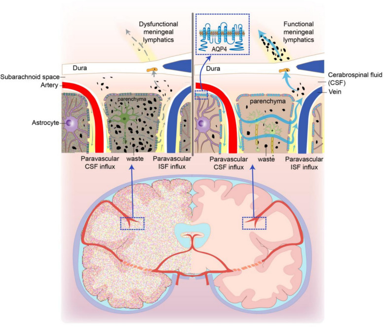 The Cerebral Lymphatic System: Function, Controversies, and Therapeutic Approaches for Central Nervous System Diseases.