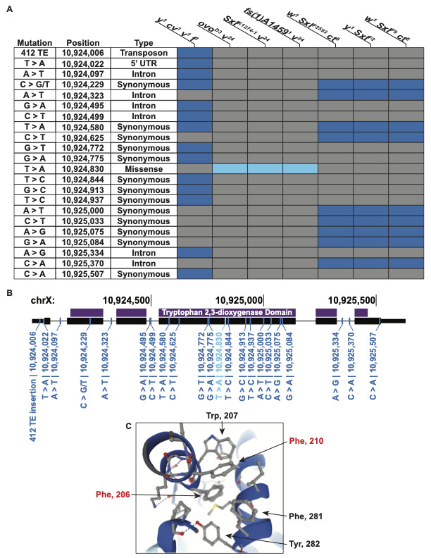 The <i>v <sup>24</sup></i> Allele is a Missense Mutation Within the Predicted Tryptophan 2,3-dioxygenase Protein Domain of <i>vermilion</i>.