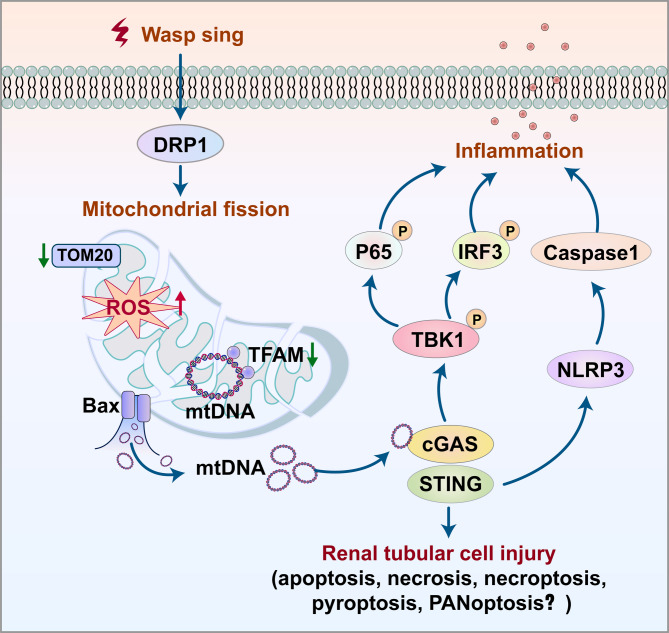 From sting to STING: role of inflammation in wasp sting induced AKI - a narrative review.