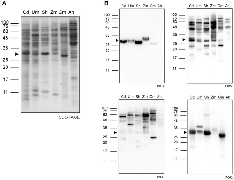 Insights into Local Grass and Weed Pollen Sensitization in Bangkok, Thailand: IgE Reactivity Patterns, Cross-Reactivity, and Putative Allergens.