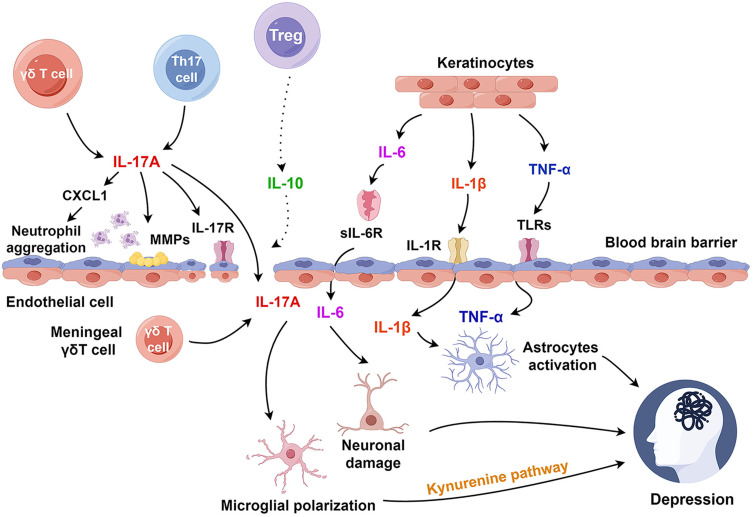 The Skin-Brain Axis in Psoriasis and Depression: Roles of Inflammation, Hormones, Neuroendocrine Pathways, Neuropeptides, and the Microbiome.