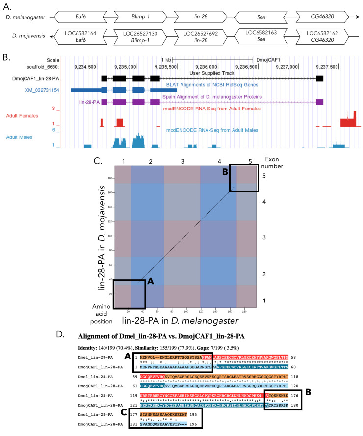 Gene model for the ortholog of <i>lin-28</i> in <i>Drosophila mojavensis</i>.