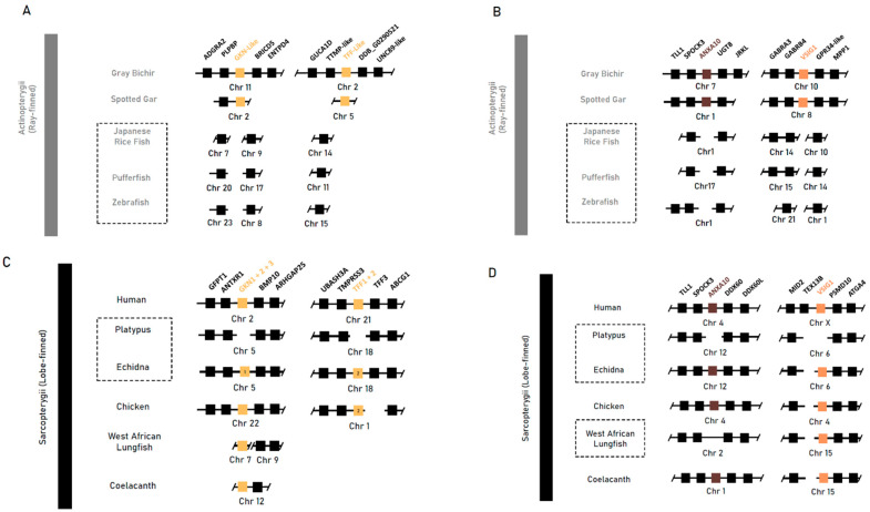 Evolution of the Jawed Vertebrate (Gnathostomata) Stomach Through Gene Repertoire Loss: Findings from Agastric Species.