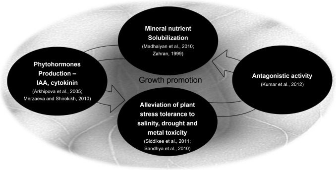 Bacillus Strains as Increased Soil Fertility and Biomass Yield Tactics in a Reclaimed Tidal Flat, Saemangeum, Korea.