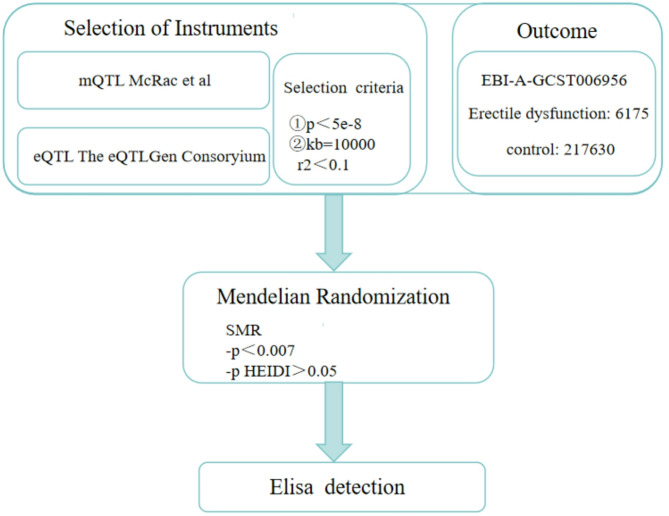 The methylation site cg06972019 regulates the succinylation-related gene ENO1 to inhibit the occurrence of erectile dysfunction.