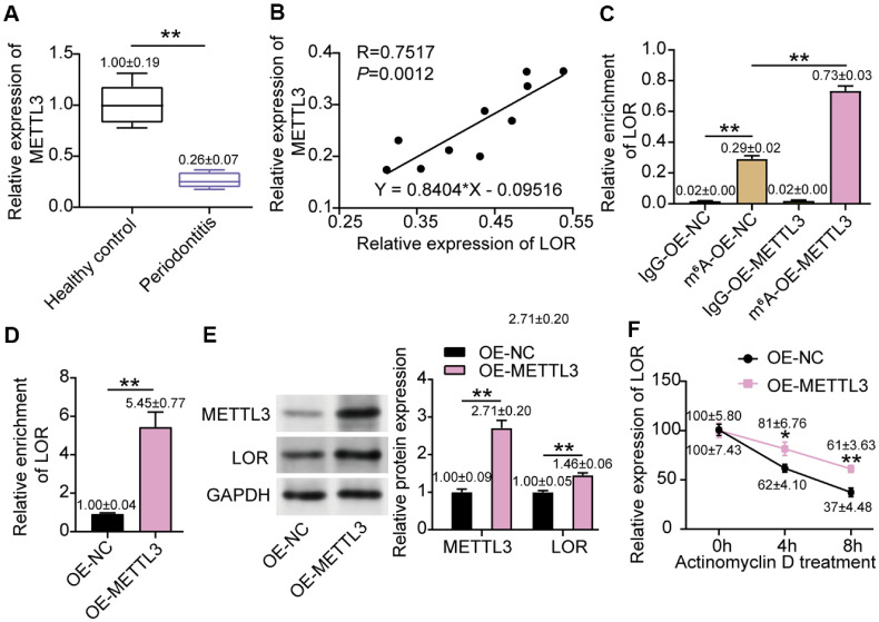 LOR Regulated by METTL3 Alleviates Lipopolysaccharides-Induced Periodontitis Injury.